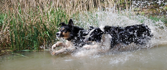 Fitte Hundesenioren - ein Forschungsschwerpunkt der Luposan-Experten.