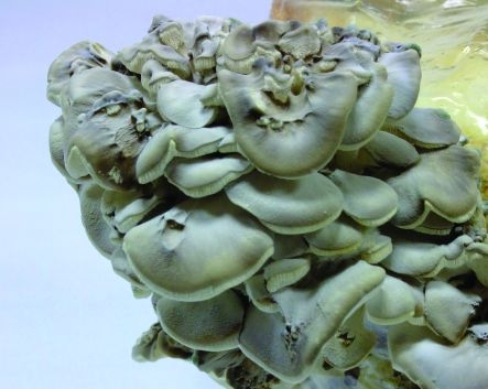 Der Maitake (Klapperschwamm) ist nicht nur ein exzellenter Speisepilz, sondern reduziert auch die Fe Der Maitake (Klapperschwamm) ist nicht nur ein exzellenter Speisepilz, sondern reduziert auch die Fe