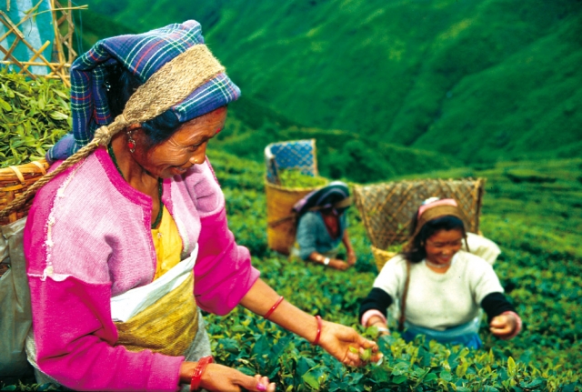 Biotee Plückerinnen in Darjeeling Biotee Plückerinnen in Darjeeling