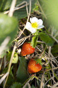 Die ersten roten Erdbeeren können bei Karls gepflückt werden Die ersten roten Erdbeeren können bei Karls gepflückt werden