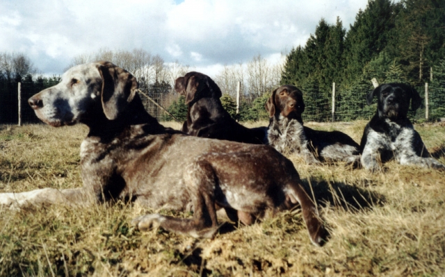 Bund Deutscher Tierfreunde ruft Hundehalter zur Rücksicht auf Wildtiere auf