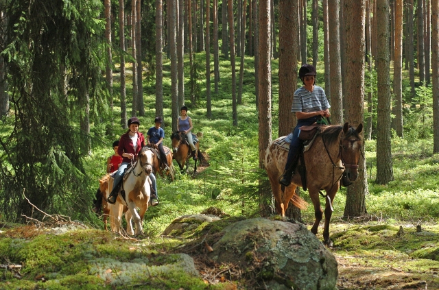 Wanderreiten durch die Wälder von Värmsland
