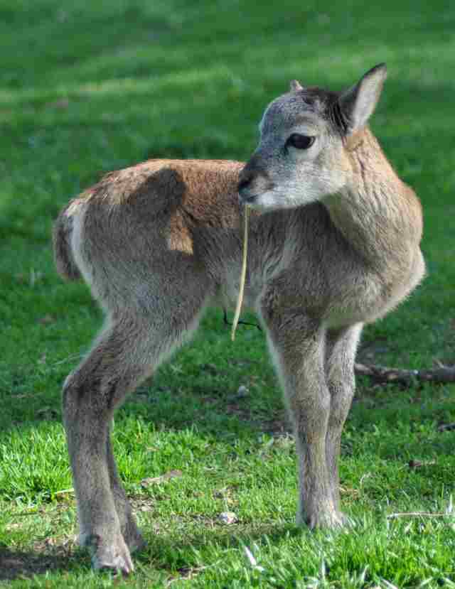 Tierbabies zählen im Wild- und Abenteuerpark Müden: hier ein Mufflon. Foto: Margitta True Tierbabies zählen im Wild- und Abenteuerpark Müden: hier ein Mufflon. Foto: Margitta True