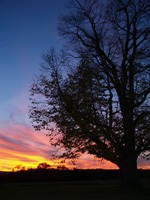 Sonnenuntergang in freier Natur (Foto: Proplanta)