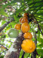 Kakaofrüchte am Baum