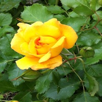 (c) Grünkompetenz, die Rose 