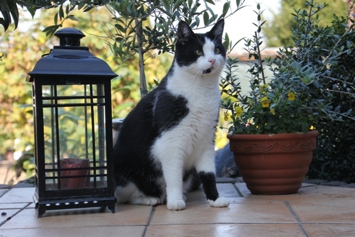 Zecken auf Katzen sind für Kinder gefährlich