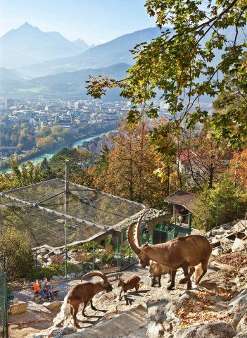 Der Innsbrucker Alpenzoo erfreut Gäste seit fünfzig Jahren mit einem spektakulären Ausblick auf die Der Innsbrucker Alpenzoo erfreut Gäste seit fünfzig Jahren mit einem spektakulären Ausblick auf die