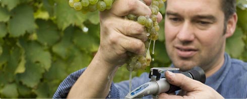 exzellente Philipp Kuhn Weine neu bei BELViNi.DE exzellente Philipp Kuhn Weine neu bei BELViNi.DE
