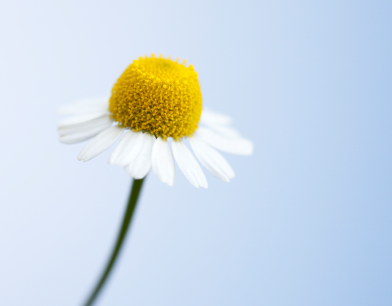 Naturreines Kamillenöl Naturreines Kamillenöl