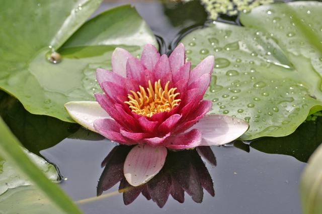 Die Seerose verschönert jeden Gartenteich Die Seerose verschönert jeden Gartenteich