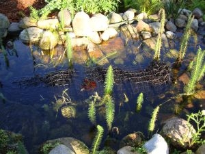 Xylitwalze zur Wasserreinigung im Gartenteich Xylitwalze zur Wasserreinigung im Gartenteich