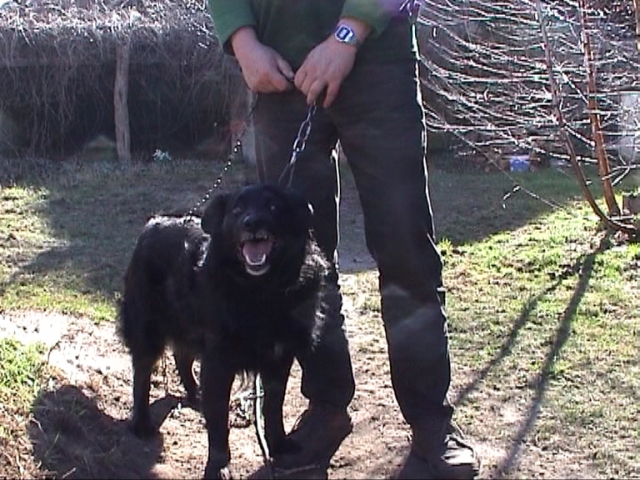 Deutscher Tierhilfe Verband e.V. rettet Kettenhund Bully Deutscher Tierhilfe Verband e.V. rettet Kettenhund Bully
