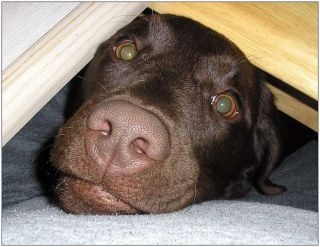 Hunde wollen lieber die EM 2012 Zuhause genießen Hunde wollen lieber die EM 2012 Zuhause genießen
