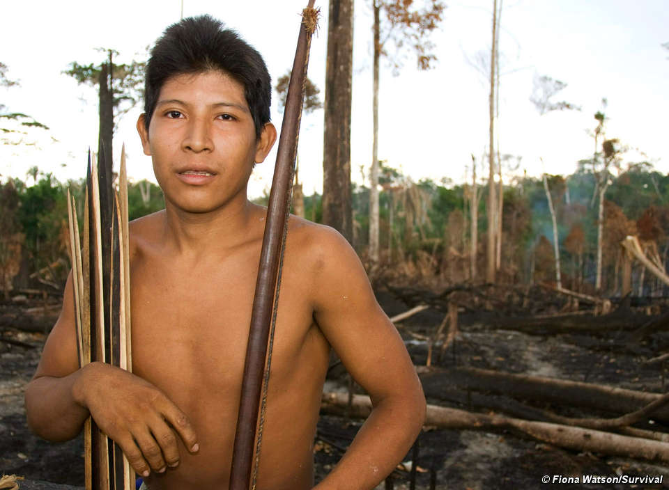 Der Wald der Awá wird rapide abgeholzt. © Fiona Watson/Survival