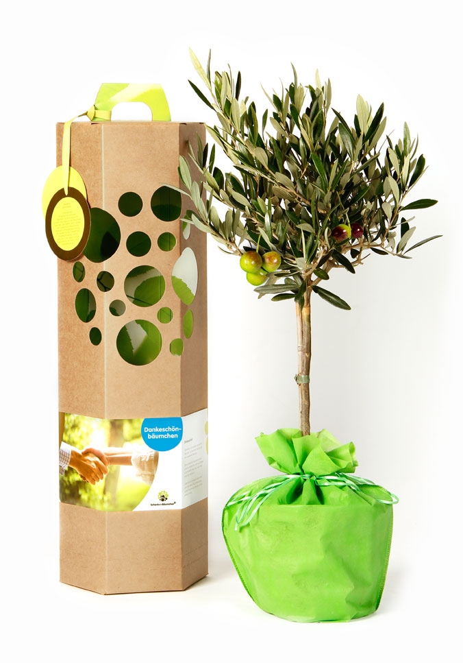 Olivebäumchen als Geschenk