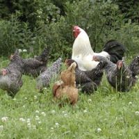 Urlaub auf dem Bauernhof in Bayern