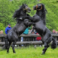 Hengstauftrieb beim Bodenhaus (© Jürgen Waffenschmidt - Raurisertal)