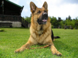 Training mit Hund Training mit Hund