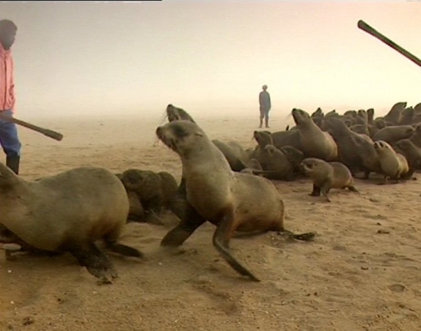 Robbenmassaker in Namibia