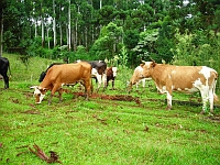 Die brasilianische Farmgruppe Fazendas São Marcelo wurde als weltweit erste nach dem SAN-Standard fü