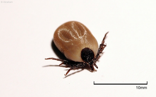 Zecken sind zwar kleine aber gefährliche Blutsauger Zecken sind zwar kleine aber gefährliche Blutsauger