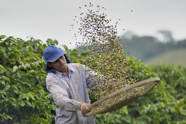 Kaffeefarmer in der Cooxupé Kooperative in Brasilien