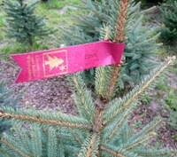 Christbäume aus heimischer Erzeugung - frisch und umweltschonend (Foto: Proplanta)