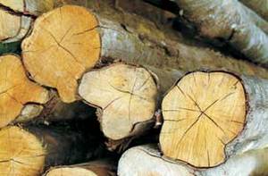 FSC-zertifiziertes Holz aus den ForestFinance-Forsten FSC-zertifiziertes Holz aus den ForestFinance-Forsten