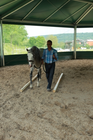Pferde sind hervorragende Führungskräftetrainer