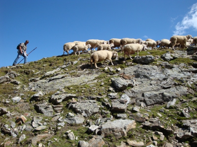 Unterwegs: Schafe sind in Osttirols Bergwelt seit jeher heimisch. Unterwegs: Schafe sind in Osttirols Bergwelt seit jeher heimisch.