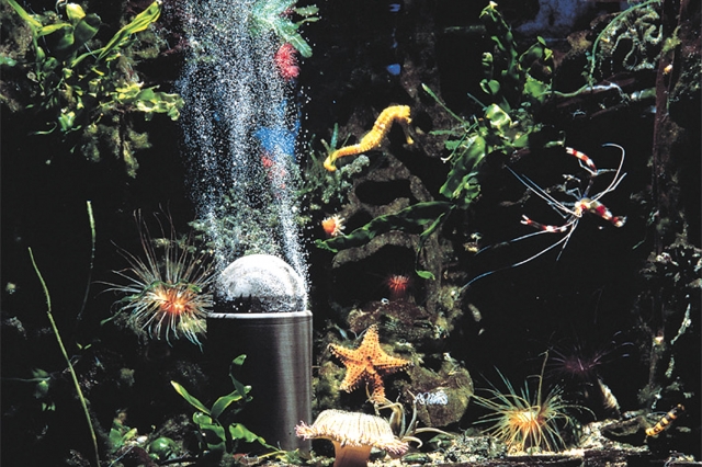Zierfische im Aquarium: Wird das Wasser in Gartenteichen oder Aquarien mit reinem Sauerstoff angerei Zierfische im Aquarium: Wird das Wasser in Gartenteichen oder Aquarien mit reinem Sauerstoff angerei