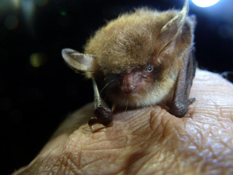 Wasserfledermaus