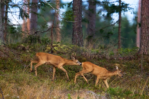 Rehe in der Brunft: Blattjagd per iPhone App