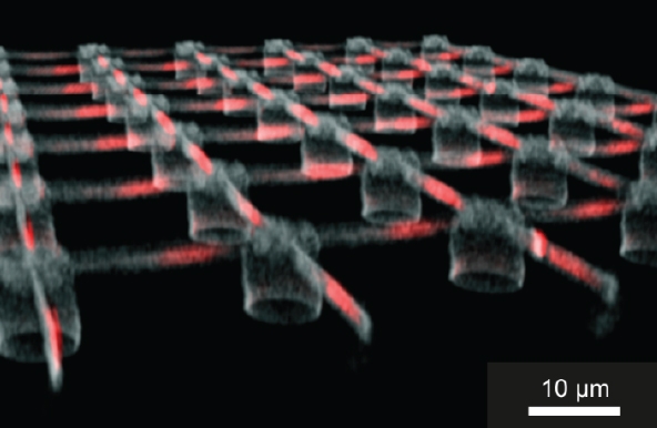 Rekonstruktion einer 3D-Fluoreszenzmikroskopie Aufnahme an der definierten Punkte (in rot) funktiona Rekonstruktion einer 3D-Fluoreszenzmikroskopie Aufnahme an der definierten Punkte (in rot) funktiona