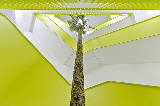 Palme - Trachycarpus wagnerianus - im Treppenhaus als Begrünung - Bild und Projekt - Botanic Interna