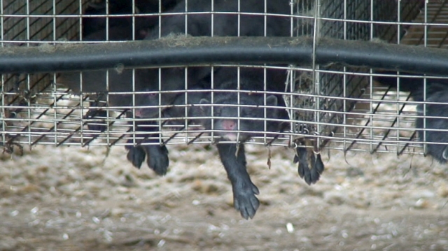 Arbeitskreis humaner Tierschutz fordert die sofortige Schließung aller Nerzfarmen Arbeitskreis humaner Tierschutz fordert die sofortige Schließung aller Nerzfarmen