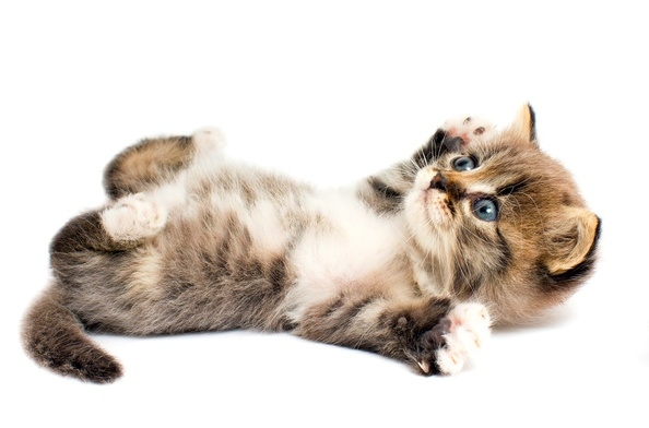 Katzenbaby Katzenbaby