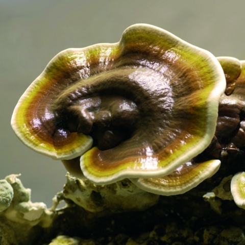 Der Reishi hat eine blutreinigende Wirkung und gilt als?Pilz des ewigen Lebens?. Foto: © MykoTroph, Der Reishi hat eine blutreinigende Wirkung und gilt als?Pilz des ewigen Lebens?. Foto: © MykoTroph,