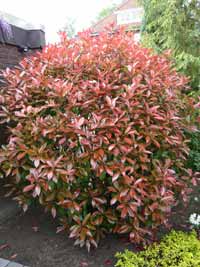 Die Glanzmispel Photinia fraseri Red Robin begeistert durch leuchtendes Rot Die Glanzmispel Photinia fraseri Red Robin begeistert durch leuchtendes Rot