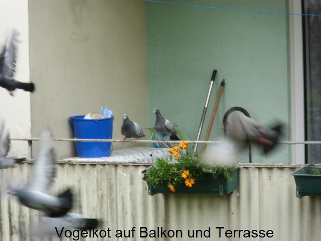 Vogelkot auf Balkon und Terrasse