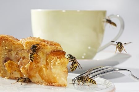 Wenn Wespen die gedeckte Kaffeetafel umschwirren, kann das Menschen mit Wespenphobie oder Wespenal Wenn Wespen die gedeckte Kaffeetafel umschwirren, kann das Menschen mit Wespenphobie oder Wespenal