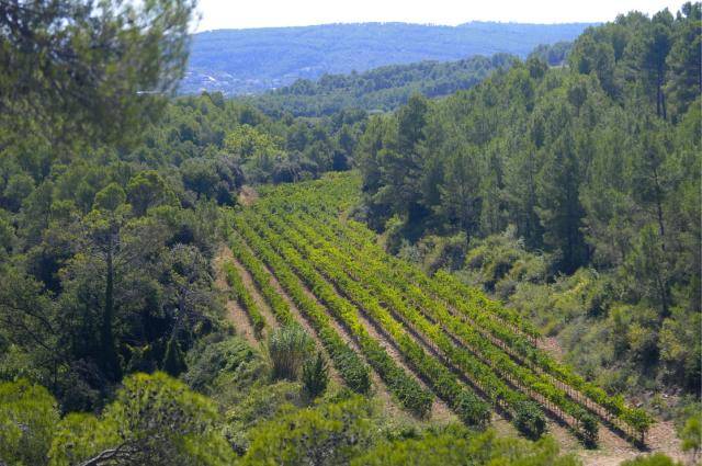 Spanische Bioweine aus gesunder Natur werden immer besser! Spanische Bioweine aus gesunder Natur werden immer besser!