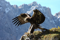 Majestätischer Steinadler in der Region Hall-Wattens