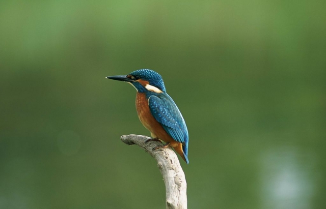 Eisvogel auf Texel Eisvogel auf Texel