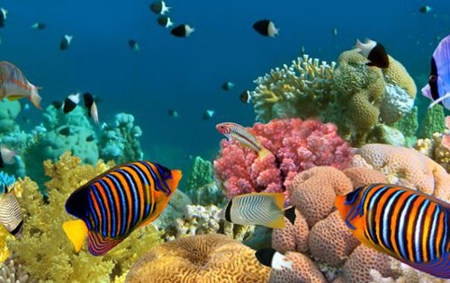 Ob exotische Zierfische, Aquarium Pflanzen oder Aquaristik Zubehör, Fans der Aquaristik kommen bei m Ob exotische Zierfische, Aquarium Pflanzen oder Aquaristik Zubehör, Fans der Aquaristik kommen bei m