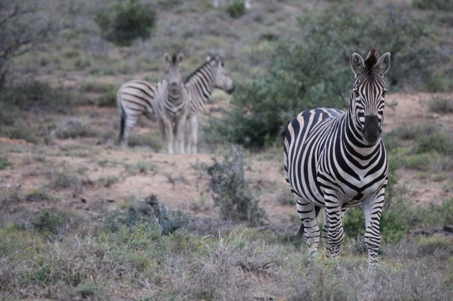 Zebras in Südafrika
