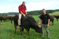Mutige können auf der Albhoftour auch den Ritt auf dem Büffel wagen Mutige können auf der Albhoftour auch den Ritt auf dem Büffel wagen