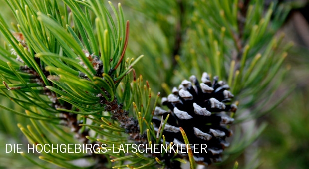 Gutes aus der Latschenkiefer Gutes aus der Latschenkiefer