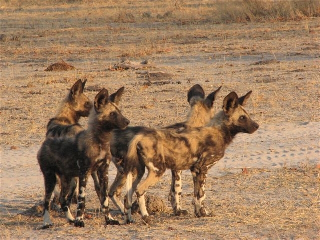 Afrikanische Wildhunde: Rettungsplan für die letzten ihrer Art